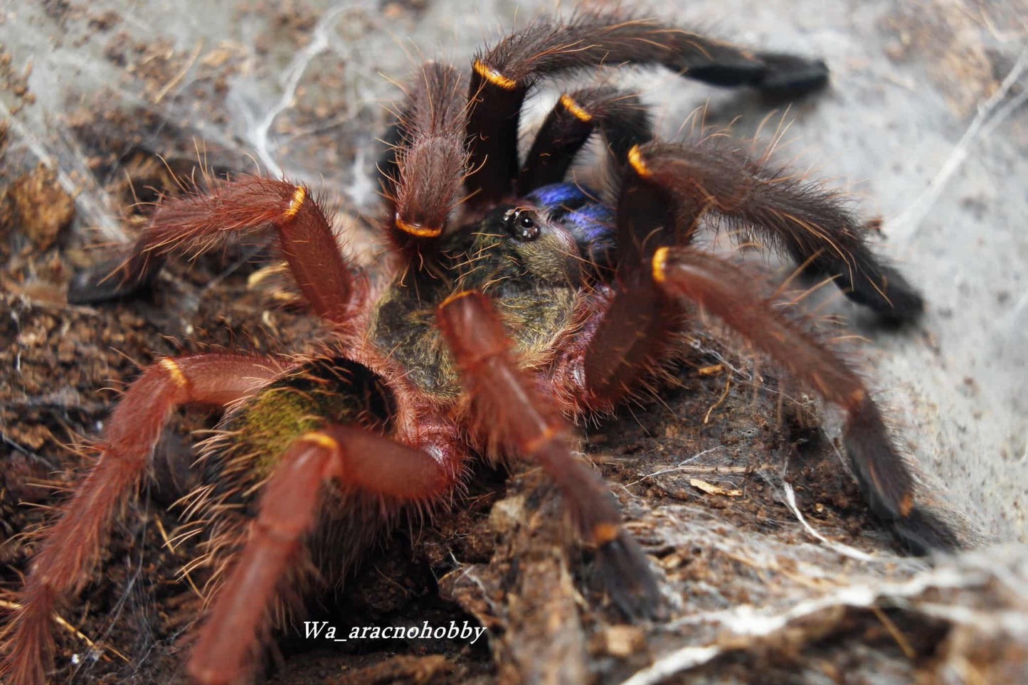 Ephebopus cyanoganthus (Blue fang skeleton tarantula) .75"