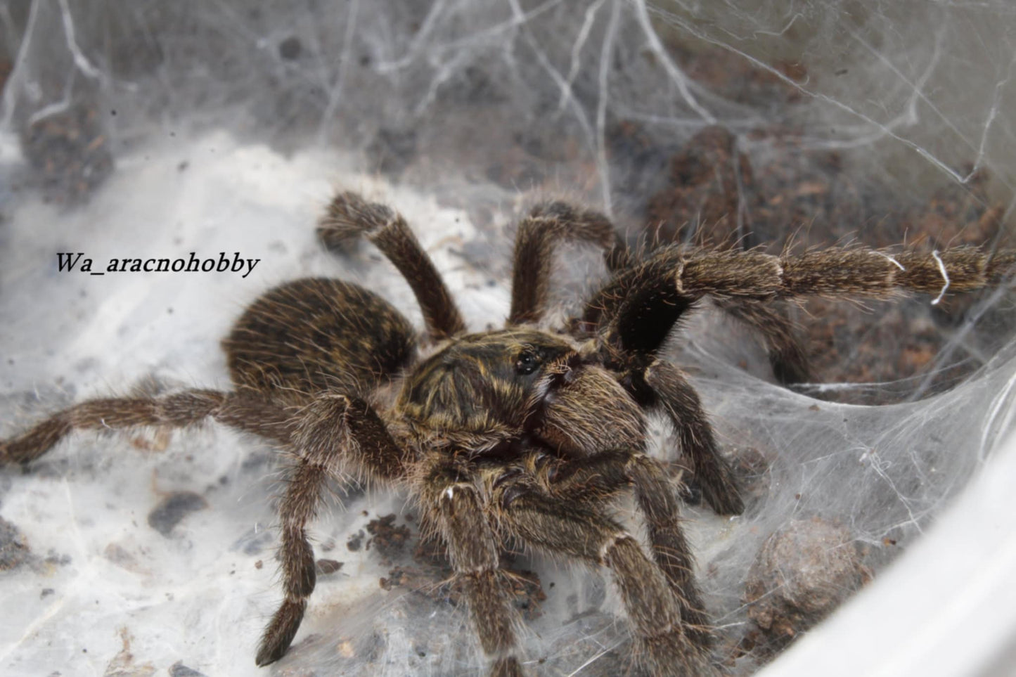 Ceratogyrus marshalli (Straight horned baboon tarantula) .75 - 1”