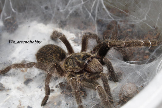 Ceratogyrus marshalli (Straight horned baboon tarantula) .75 - 1”