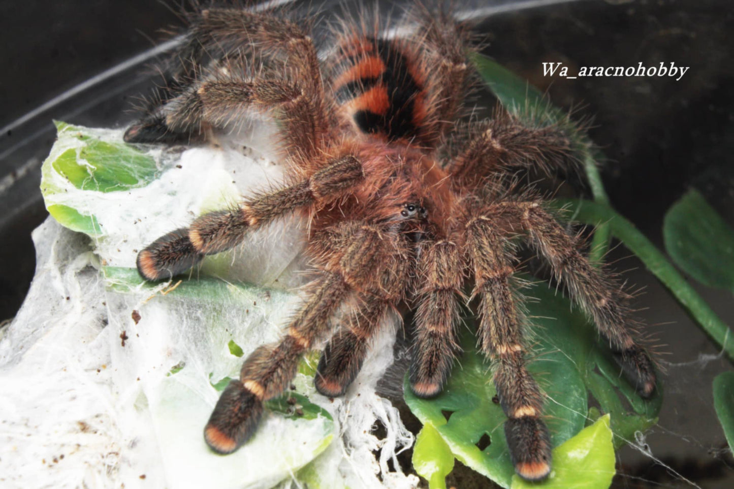 Avicularia minatrix (Venezuelan Red Stripe) .5”