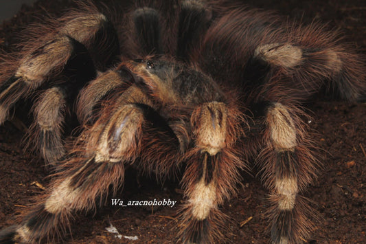 Nhandu coloratovillosus (Brazilian black and white tarantula) 2”