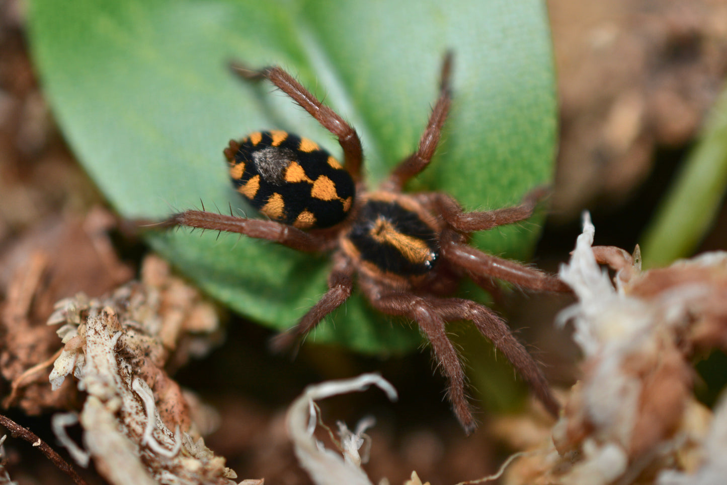 Hapalopus sp Columbia LG (Pumpkin patch large tarantula) 1”
