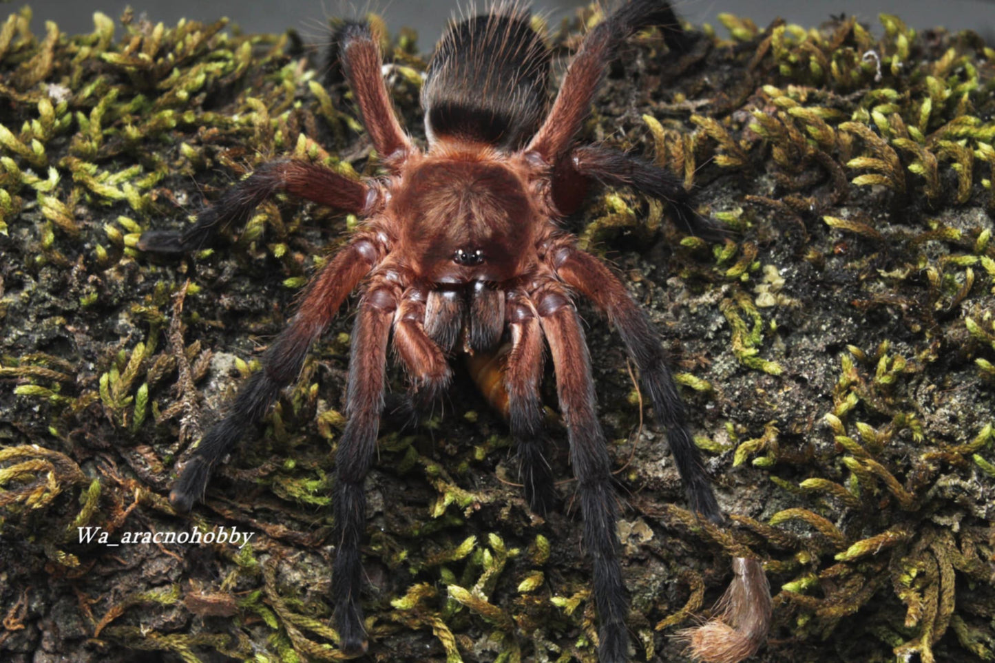 Dolichothele rufoniger (Brazilian red & purple dwarf beauty tarantula) .5"