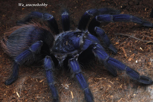 Lasiocyano sazimai (Iridescent blue tarantula) .25"