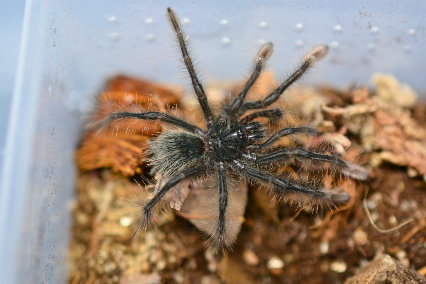 Theraphosa stirmi (Burgundy bird eater tarantula) 1.5 - 2”