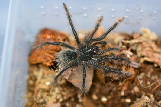 Theraphosa stirmi (Burgundy bird eater tarantula) 1.5 - 2”