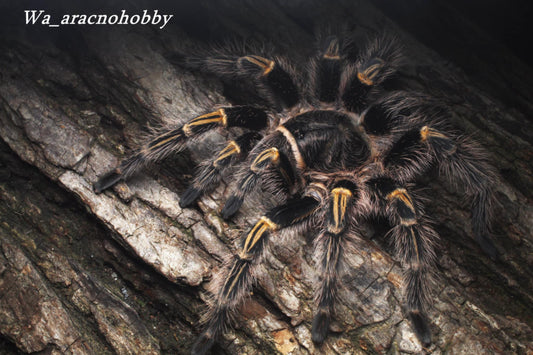 Grammosstola pulchripes (Chaco golden knee tarantula) 1.5”