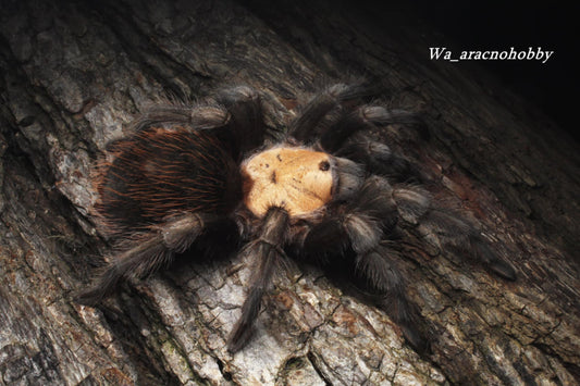Brachypelma albiceps (Mexican golden red rump tarantula) .75 - 1”