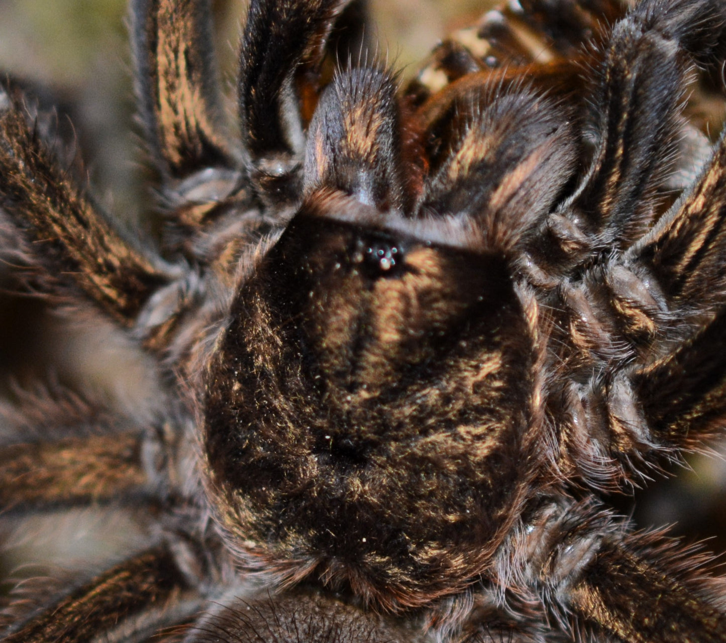 Phormictopus auratus (Cuban bronze tarantula) 1.5”