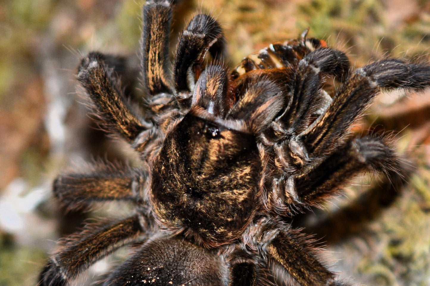 Phormictopus auratus (Cuban bronze tarantula) 1.5”