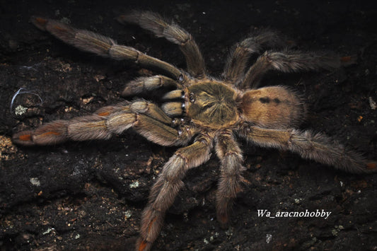 Psalmopoeus cambridgei (Trinidad chevron tarantula) 1”