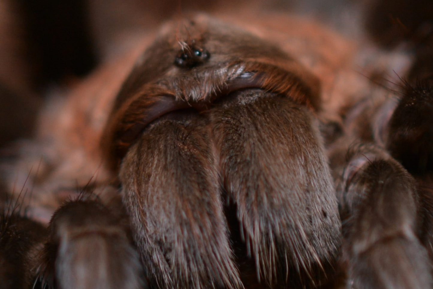 Brachypelma emilia (Mexican redleg tarantula) 4” *FEMALE*