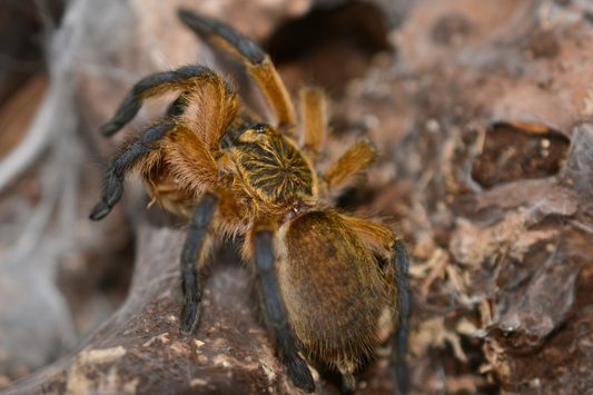 Harpactira pulchripes (Golden blue legged baboon tarantula) .5 - .75”