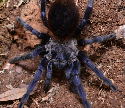 Lasiocyano sazimai (Iridescent blue tarantula) .25 - 5"