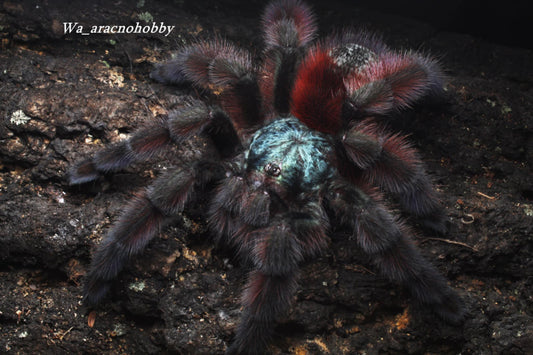 Caribena versicolor (Antilles pinktoe tarantula) .5”